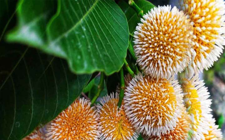 আজ পহেলা আষাঢ়